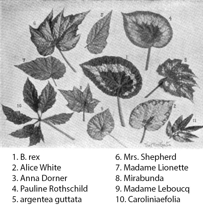 B. ‘Mrs Shepherd’